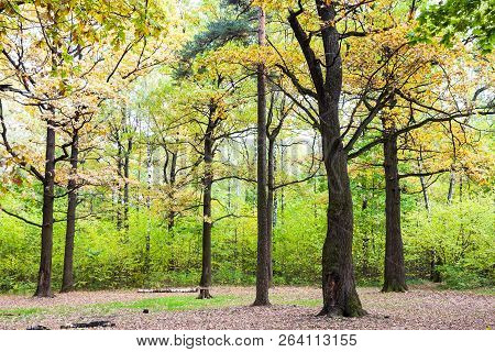 Oak Grove In Forest Of Timiryazevsky Park In Sunny October Day