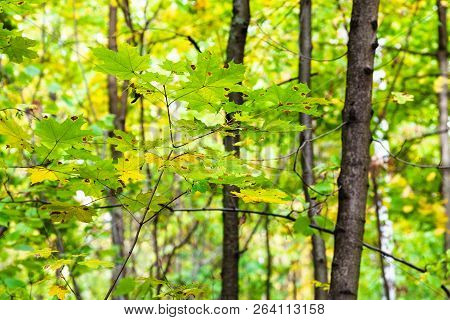 Green And Yellow Maple Leaves On Twig In Forest Of Timiryazevsky Park In Sunny October Day