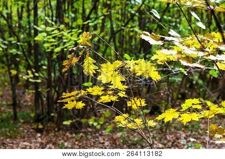 Autumn Maple Leaves Illuminated By Sun In Forest Of Timiryazevsky Park In Sunny October Day