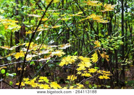 Yellow Autumn Maple Leaves Illuminated By Sun In Forest Of Timiryazevsky Park In Sunny October Day