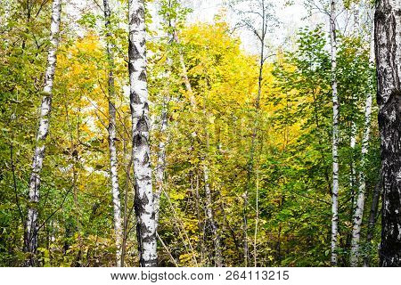 Birch Grove In Autumn Forest Of Timiryazevsky Park In Sunny October Day