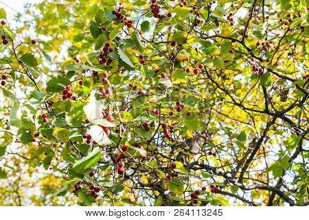 Twigs Of Hawthorn Tree With Ripe Berries In Forest Of Timiryazevsky Park In Sunny October Day