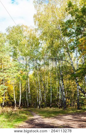Pathway On Meadow In Birch Grove In Forest Of Timiryazevsky Park In Sunny October Day