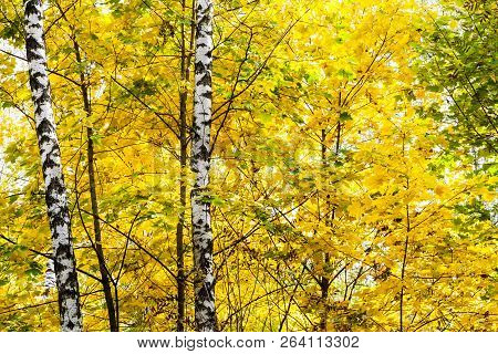 Birch Trunks In Yellow Leaves Of Maple Tree In Forest Of Timiryazevsky Park In Sunny October Day