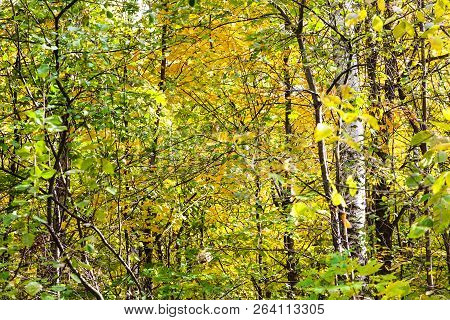 Forest Thicket In Timiryazevsky Park In Sunny October Day