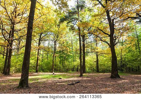 Oak Meadow In Forest Of Timiryazevsky Park In Sunny October Day