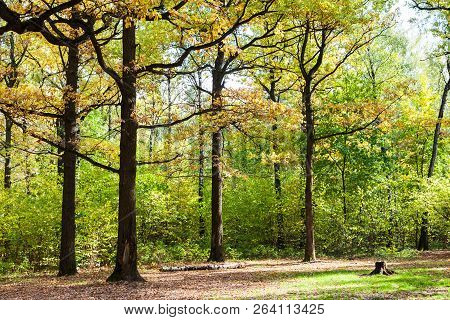 Oaks On Glade In Forest Of Timiryazevsky Park In Sunny October Day