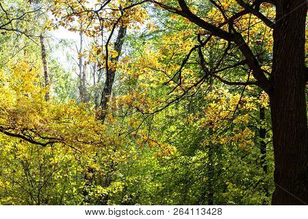 Oak Tree In Dense Forest Of Timiryazevsky Park In Sunny October Day