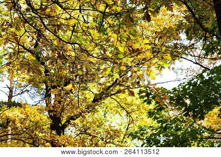 Bottom View Of Oak Foliage In Forest Of Timiryazevsky Park In Sunny October Day