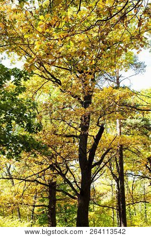 Oak Tree Lit By Sun In Autumn Forest Of Timiryazevsky Park In Sunny October Day