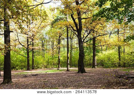 Trees Illuminated By Sun On Meadow In Forest Of Timiryazevsky Park In Sunny October Day