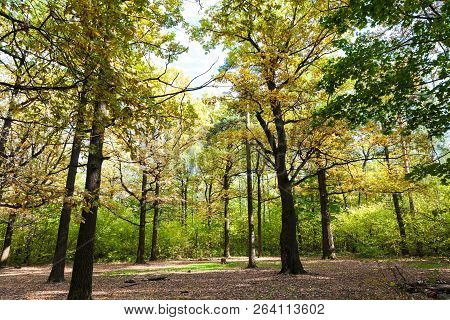 Oak Grove Illuminated By Sun On Meadow In Forest Of Timiryazevsky Park In Sunny October Day