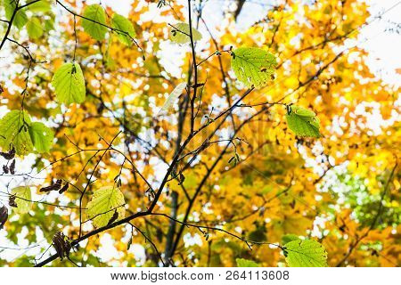Green Hazel Leaves Close Up And Yellow Maple Foliage On Background In Forest Of Timiryazevsky Park I