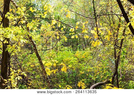 Forest Thicket Illuminated By Sun In Timiryazevsky Park In Sunny October Day