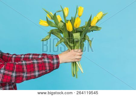 Bouquet Of Yellow Tulips In Womens Hand On Blue Background.