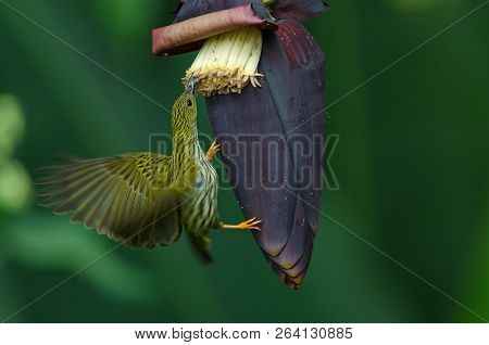 Treaked Spiderhunter (arachnothera Magna)