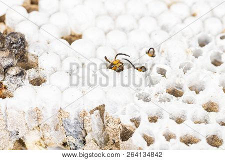 Close Up Of Alive Asian Hornet Wasp Head, In Nest Honeycombed Insect Macro. Poisonous Venom Animal C