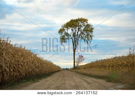 Dirt road in a corn field leading to a lonely tree during autumn season.  Geese returning to the south in background