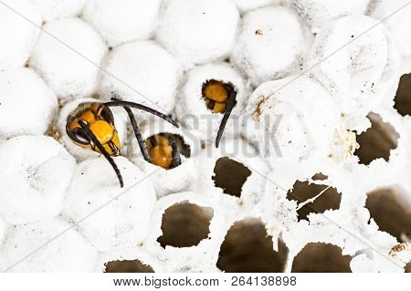 Close Up Of Alive Asian Hornet Wasp Head, In Nest Honeycombed Insect Macro. Poisonous Venom Animal C
