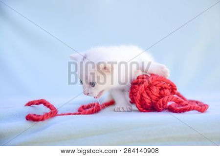 Lovable And Fluffy White Kitten Plays With A Ball Of Red Wool
