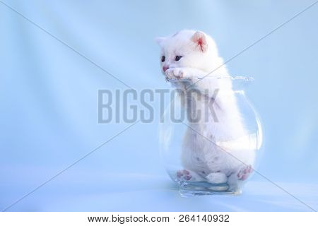 Soft And Fluffy White Kitten Plays Inside The Transparent Glass Vase