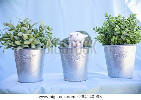 Lovable And Fluffy White Kitten Inside The Vase Among Green Plants