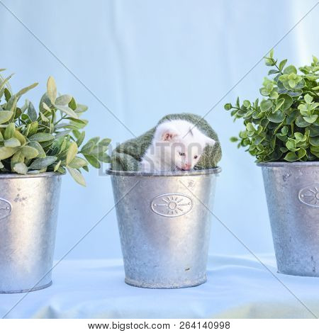 Lovable And Fluffy White Kitten Inside The Vase Among Green Plants