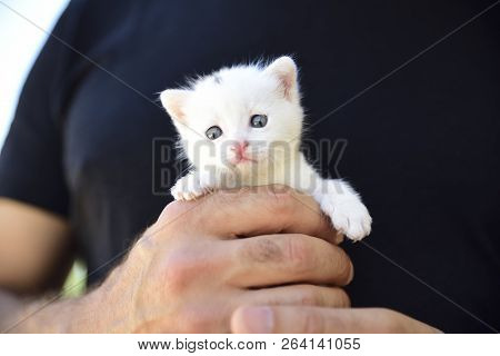 Tender And Fluffy White Kitten Is Safe In The Hands Of His Master
