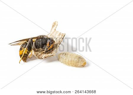 Close Up Of Dead Asian Hornet Wasp Larva Larvae Insect Macro In White Background. Poisonous Venom An