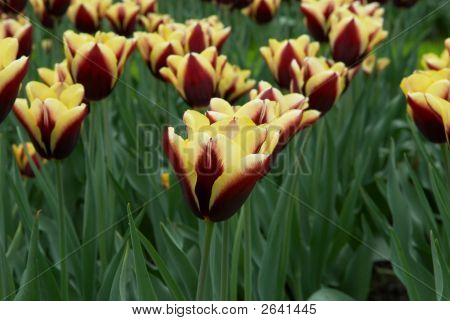 Různobarevné Tulipán květy pole