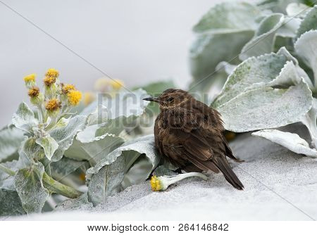 Close Up Of Tussock-bird Known As Blackish Cinclodes On Sand, Falkland Islands.