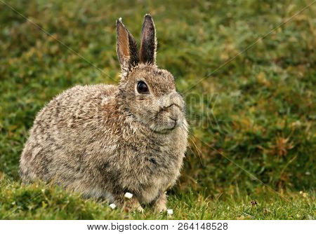 Close Up Of A Wet Hare Sitting In The Grass After Rain, Uk.