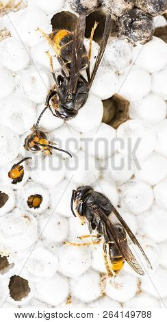 Close Up Of Alive And Dead Asian Hornet Wasp Head On Nest Honeycombed Insect Macro. Poisonous Venom 