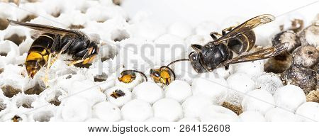 Close Up Of Alive And Dead Asian Hornet Wasp Head On Nest Honeycombed Insect Macro. Poisonous Venom 
