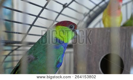Parrot In A Golden Cage. Close-up. View Through The Bars Of The Cage