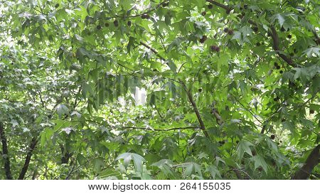 Platanus Orientalis. Sycamore. The Fruit Of The Tree Is Patched. Green Balls. Summer. Flowering Of T