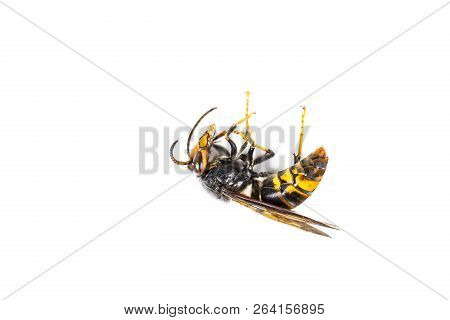 Close Up Of Dead Asian Hornet Wasp Insect Macro In White Background. Poisonous Venom Animal Colony. 