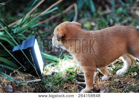 Cute Puppy Looking On A Garden Reflector