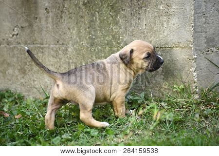 Image Of A Mixed Breed Cute  Puppies
