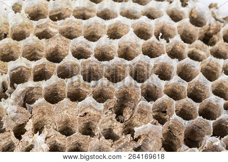 Close Up Of Asian Hornet Wasp Nest Honeycombed Insect Macro. Poisonous Venom Animal Colony. Concept 