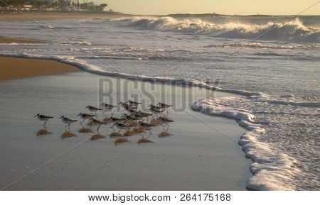 Migrating Birds Rush And Feed  Ahead Of The Incoming Tide, Cavaleiros Beach At Dawn, Macae, Rj, Braz