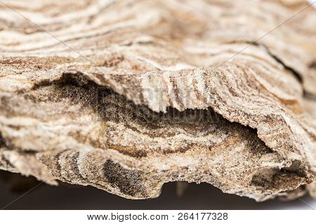 Close Up Of Asian Hornet Wasp Part Of Top Nest Insect Macro Studio. Poisonous Venom Animal Colony.ve