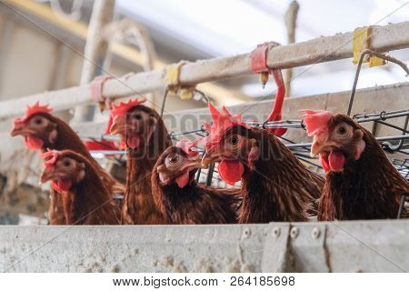 (noise And Blur Some Chicken) Layer Chickens With Multilevel Production Line Conveyor Production Lin