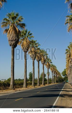 Straße in Palmen in Kalifornien ausgekleidet