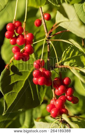 Red Schisandra Berries And Leaves In Nature