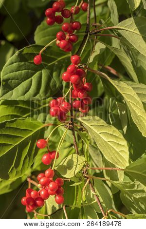 Red Schisandra Berries And Leaves In Nature