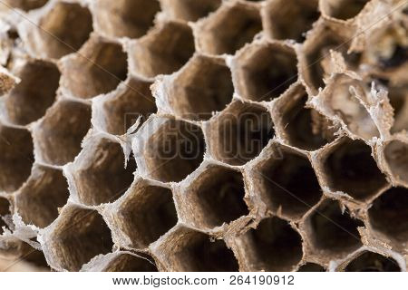 Close Up Of Asian Hornet Wasp Nest Honeycombed Insect Macro. Poisonous Venom Animal Colony. Concept 
