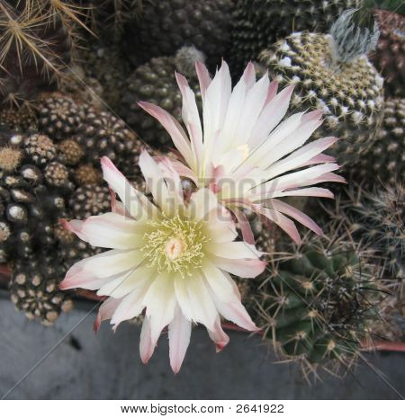 Neochilenia
