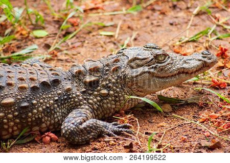 Crocodile Crawling On The Ground At Arignar Zoo In Chennai, India