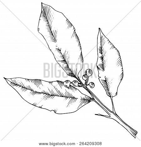 Vector Laurus Leaf. Leaf Plant Botanical Garden Floral Foliage. Isolated Illustration Element.
